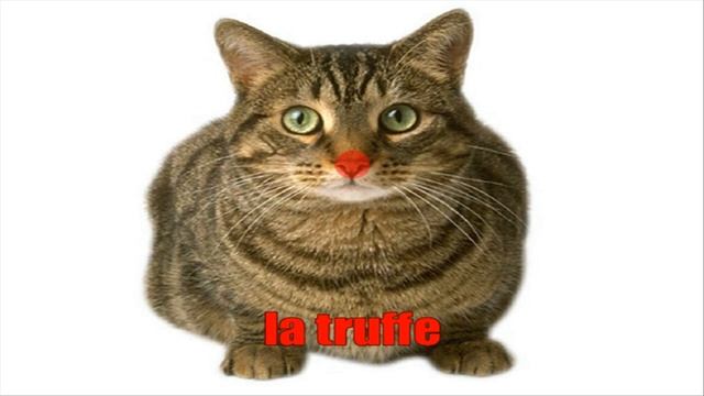 Узнать французский = LE CHAT VOL2
