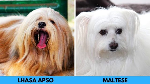 Maltese Vs Lhasa Apso Breed Comparison - Differences And Similarities