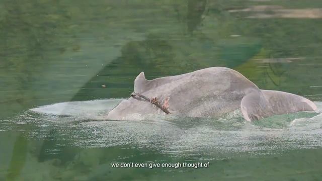 A Message for World Oceans Day - Alena Murang & MareCet смотреть онлайн