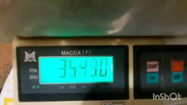 Перепел Белый ГИГАНТ. Вес в 30 дней.