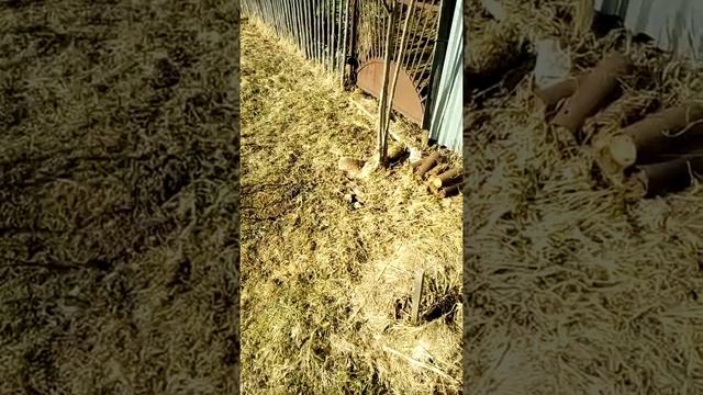Сегодня холодно,ветер северный,порывистый но ёжику кушать хочется. смотреть онлайн