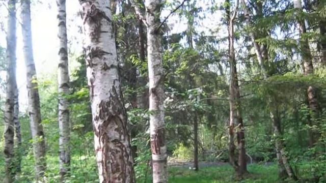 Соловей в Гатчинском парке 25 мая 2012г смотреть онлайн