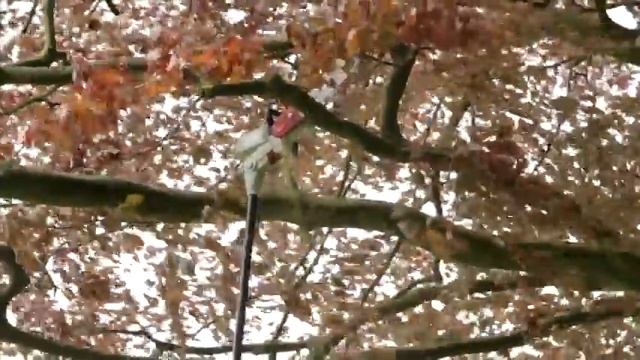 Eckman 900W 2-in-1 Angle-Adjustable Chainsaw смотреть онлайн