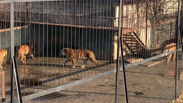 В тигрином царстве! Тайган In The Tiger Kingdom! Taigan