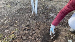 Сделайте это с ВИШНЕЙ весной в  апреле для хорошего урожая ягод.  Уход за вишней после зимы!