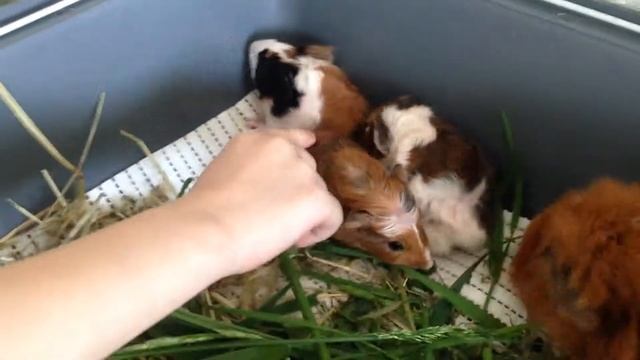 Новорожденные морские свинки. смотреть онлайн