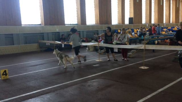 5/05/2018 Nikolaev ️CACIB-FCI 