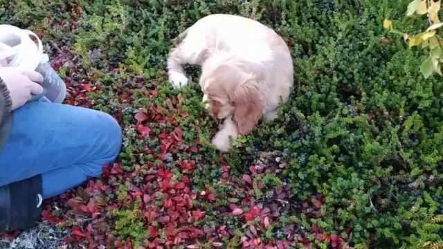 Вы такого не видели! Собака собирает ягоды, радость хозяину. смотреть онлайн