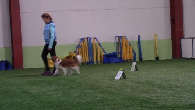 Койкерхондье CHRISKOOI’S OTTO  Братанова Ирина ралли обиденс РО1  2 трасса  24.02.18