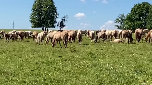 КФХ Идиятуллин/ Продолжаем заготовку сена на зиму/ Фермерское хозяйство 2022 смотреть онлайн