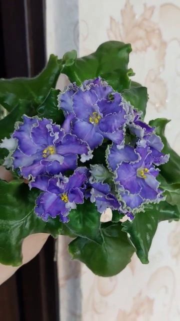 Фіалочка в продажі АВ-Гром и Молнии 🌺🌺🌺 смотреть онлайн