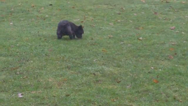 Fergus Cairn Terrier & Bichon Peppa.