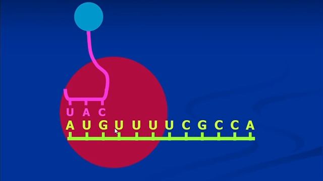 6 Protein Synthesis Part 2 смотреть онлайн