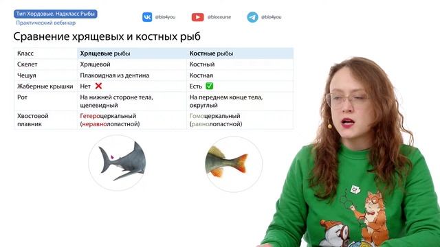 Хордовые. Рыбы | ЕГЭ-2025 по биологии смотреть онлайн