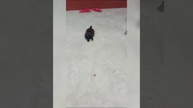 The Very Intelligent Lhasa Apso Puppy🐶playing With Teddy🧸and Ball..🥎||Our Black Diamond Lasha Apso|