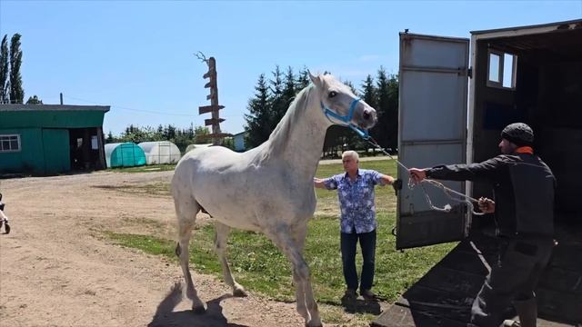 Сенокос 2023 | Такого сюжета на полях еще не было | Деревенские будни