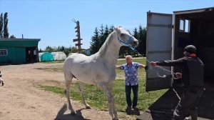 Сенокос 2023 | Такого сюжета на полях еще не было | Деревенские будни