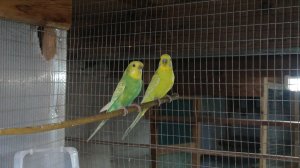 Как и чем я кормлю хозяйство.