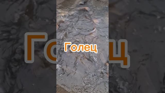 Запуск форели, палию и гольца. смотреть онлайн