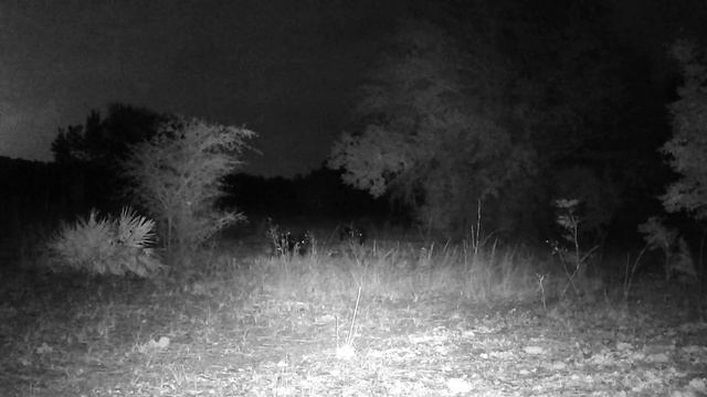 11/20/23 Trail Cam - The Bears are Back, Does, Raccoons, Opossum, and Way Too Many Hogs смотреть онлайн