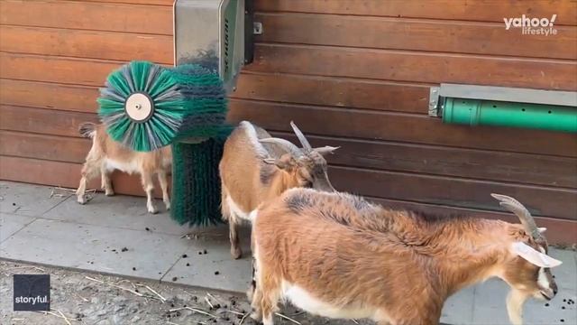 Adorable goats love their scratching brush | Yahoo Australia смотреть онлайн