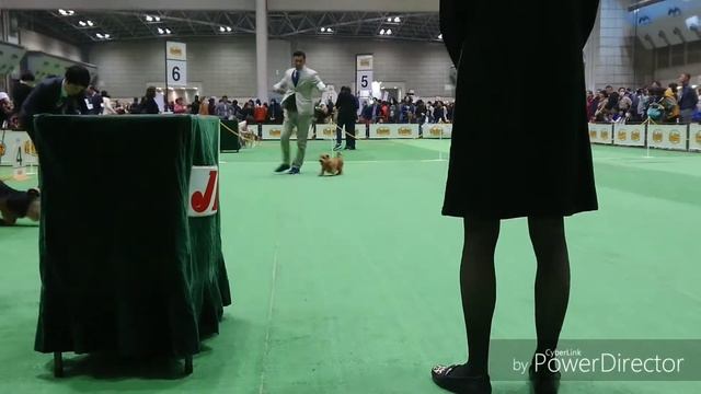 FCIジャパンインターナショナルドッグショー 2019  ノーフォークテリア その②
【FCI Japan International Dog Show 2019 Norfolkterrier】
