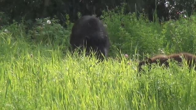 Black Bear ( Черный медведь)
