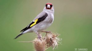 Голос седоголовый щегол, овози саъби пит пит барои маст кардан @MirPtis-Tj