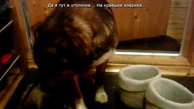 Коржик прорывается в дом