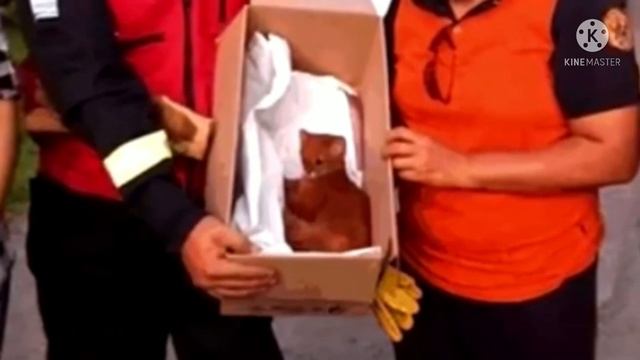 Девушка подобрала на дороге странного котёнка, а когда привезла его домой, то её ждал сюрприз смотреть онлайн