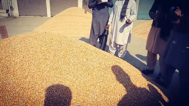 #grainmarket #galla_mandi #Shorts #makai ki qeemat #liveboli 04-02-2021 Maiz(Corn) current price смотреть онлайн