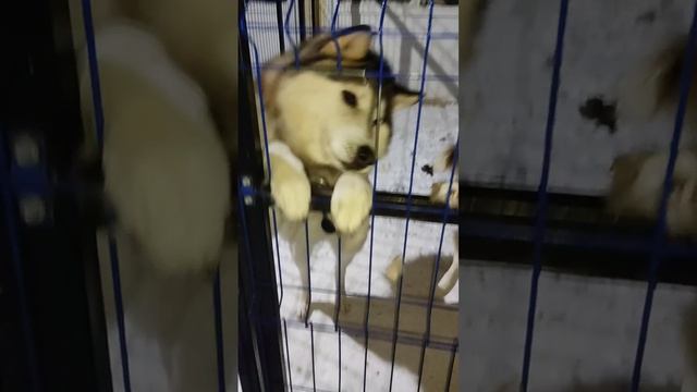 Кормление стаи хаски (перекус)😉🐕