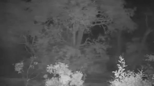 Djuma: White-tailed Mongoose - 23:15 - 10/16/20 смотреть онлайн
