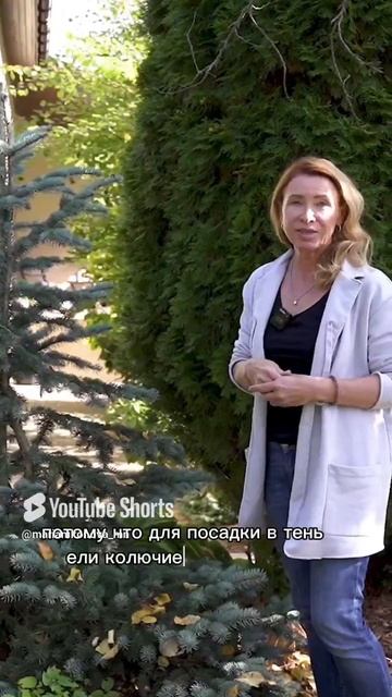 Ель колючая сорт «Биалобок». смотреть онлайн