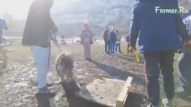 Обмер Арлана. Kazakh Aboriginal Wolfhound Tobet..