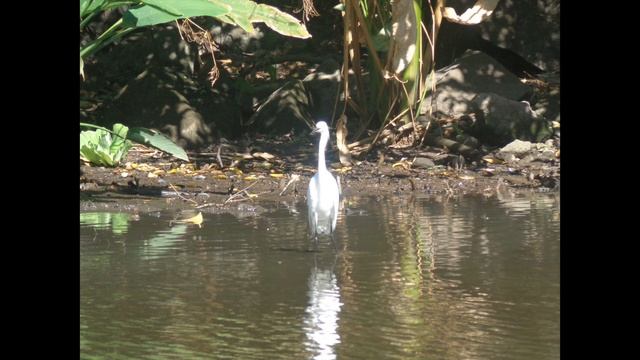 Последние Цапли смотреть онлайн