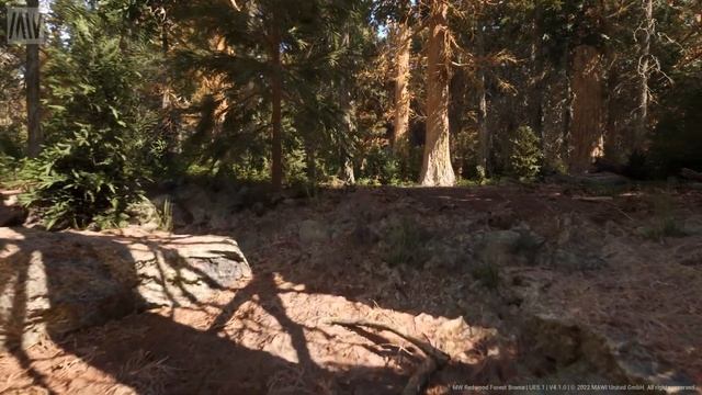 UE5.1 - MW Redwood Tree Forest Realistic Biome - (Highres Nanite Meshes, Photogrammetry Model,Lumen смотреть онлайн