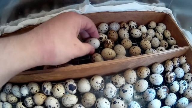 Начинающий птицевод: Большой отчет о птицах смотреть онлайн