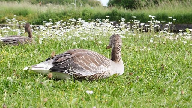 Six Minutes - 400 - Goose Mother смотреть онлайн