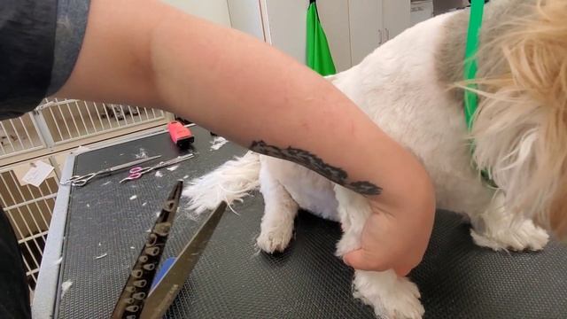 Grooming A Lhasa That Doesn't Like Being Groomed