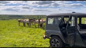 Выжеребка в этом году не может не радовать | Закупили новых обитателей для хозяйства