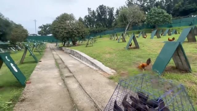 Tata Rey Briones Spartan Black - New RB Spartan Farm Beautiful Black Birds смотреть онлайн