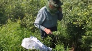 Как вернуть пчёл в улей