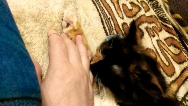 Сожру тебя кожаный мешок смотреть онлайн