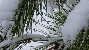Рахманинов. Мацуев. Очень спокойная красивая музыка🎶