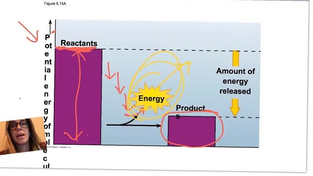05-1410-energetics of the cell.mp4 смотреть онлайн