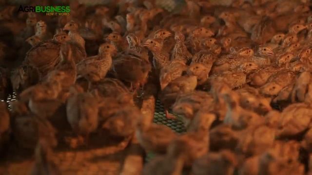 How to start quail farming business | Quail farming part 1 #Agribusiness смотреть онлайн