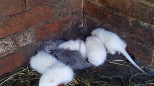 Суточные нутрии смотреть онлайн