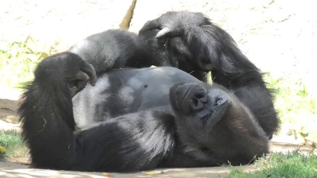 Gorilla bachelor life💎 Frank 12 years boy 💎 San Diego Safari Park смотреть онлайн