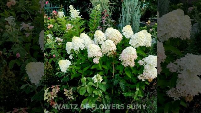 Hydrangea Paniculata Graffiti,  #gardenlife, #shorts,
